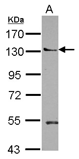 PLEKHA5 Antibody - Sample (30 ug of whole cell lysate) A: Jurkat 7.5% SDS PAGE PLEKHA5 / PEPP2 antibody diluted at 1:1000
