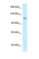 PLEKHA7 Antibody - PLEKHA7 antibody Western blot of HepG2 Cell lysate. Antibody concentration 1 ug/ml. This image was taken for the unconjugated form of this product. Other forms have not been tested.