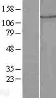 PLEKHA7 Protein - Western validation with an anti-DDK antibody * L: Control HEK293 lysate R: Over-expression lysate