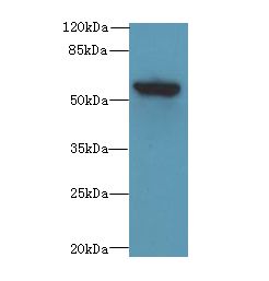 PLEKHA8 Antibody - Western blot. All lanes: PLEKHA8 antibody at 0.8 ug/ml+ Mouse brain tissue Goat polyclonal to rabbit at 1:10000 dilution. Predicted band size: 58 kDa. Observed band size: 58 kDa.