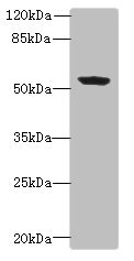 PLEKHA8 Antibody - Western blot All lanes: PLEKHA8 antibody at 0.8µg/ml + Mouse brain tissue Secondary Goat polyclonal to rabbit IgG at 1/10000 dilution Predicted band size: 59, 52, 50 kDa Observed band size: 59 kDa
