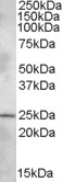 PLEKHB1 Antibody - PLEKHB1 antibody (1 ug/ml) staining of Rat Brain lysate (35 ug protein/ml in RIPA buffer). Primary incubation was 1 hour. Detected by chemiluminescence.