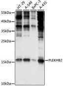 PLEKHB2 Antibody - Western blot analysis of extracts of various cell lines, using PLEKHB2 antibody at 1:1000 dilution. The secondary antibody used was an HRP Goat Anti-Rabbit IgG (H+L) at 1:10000 dilution. Lysates were loaded 25ug per lane and 3% nonfat dry milk in TBST was used for blocking. An ECL Kit was used for detection and the exposure time was 30s.