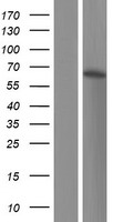 PLEKHD1 Protein - Western validation with an anti-DDK antibody * L: Control HEK293 lysate R: Over-expression lysate