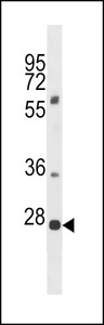 PLEKHF1 Antibody - PLEKHF1 Antibody western blot of 293 cell line lysates (35 ug/lane). The PLEKHF1 antibody detected the PLEKHF1 protein (arrow).