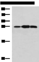 PLEKHF2 Antibody - Western blot analysis of Mouse kidney tissue Raji and Jurkat cell lysates  using PLEKHF2 Polyclonal Antibody at dilution of 1:1400