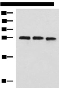 PLEKHF2 Antibody - Western blot analysis of 293T and K562 cell lysates  using PLEKHF2 Polyclonal Antibody at dilution of 1:1400