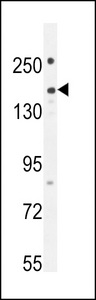 PLEKHG1 Antibody - PKHG1 Antibody western blot of 293 cell line lysates (35 ug/lane). The PKHG1 antibody detected the PKHG1 protein (arrow).
