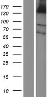 PLEKHG1 Protein - Western validation with an anti-DDK antibody * L: Control HEK293 lysate R: Over-expression lysate
