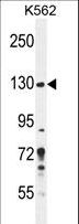 PLEKHG3 Antibody - PLEKHG3 Antibody western blot of K562 cell line lysates (35 ug/lane). The PLEKHG3 antibody detected the PLEKHG3 protein (arrow).