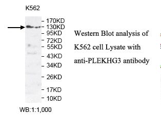 PLEKHG3 Antibody