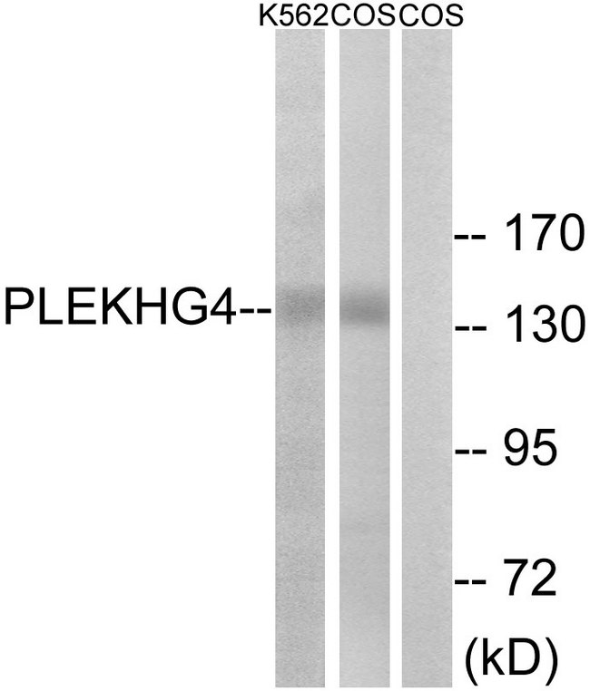 PLEKHG4 Antibody - Western blot analysis of lysates from COS7 and K562 cells, using PLEKHG4 Antibody. The lane on the right is blocked with the synthesized peptide.