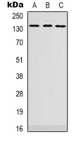 PLEKHG4 Antibody - Western blot analysis of PLEKHG4 expression in SHSY5Y (A); HEK293T (B); K562 (C) whole cell lysates.