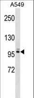PLEKHG5 Antibody - PLEKHG5 Antibody western blot of A549 cell line lysates (35 ug/lane). The PLEKHG5 antibody detected the PLEKHG5 protein (arrow).