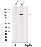 PLEKHG5 Antibody - Western blot analysis of extracts of A549 cells using PLEKHG5 antibody. The lane on the left was treated with blocking peptide.