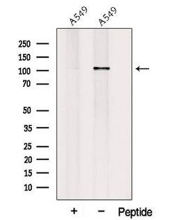 PLEKHG5 Antibody - Western blot analysis of extracts of A549 cells using PLEKHG5 antibody. The lane on the left was treated with blocking peptide.