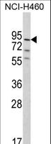 PLEKHG6 Antibody - Western blot of MyoGEF Antibody in NCI-H460 cell line lysates (35 ug/lane). MyoGEF (arrow) was detected using the purified antibody.
