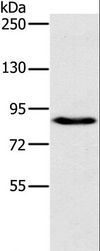 PLEKHG6 Antibody - Western blot analysis of 231 cell, using PLEKHG6 Polyclonal Antibody at dilution of 1:800.