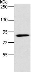 PLEKHG6 Antibody - Western blot analysis of 293T cell, using PLEKHG6 Polyclonal Antibody at dilution of 1:400.