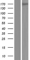 PLEKHH2 Protein - Western validation with an anti-DDK antibody * L: Control HEK293 lysate R: Over-expression lysate