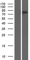 PLEKHH3 Protein - Western validation with an anti-DDK antibody * L: Control HEK293 lysate R: Over-expression lysate
