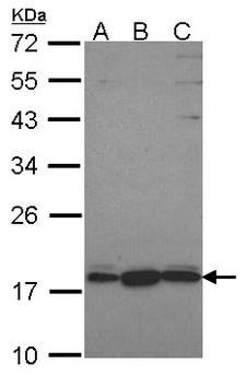 PLEKHJ1 Antibody - Sample (30 ug of whole cell lysate). A: Hela, B: JurKat, C: NT2D1. 12% SDS PAGE. GNRPX antibody. GNRPX / PLEKHJ1 antibody diluted at 1:1000.