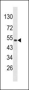 PLEKHO1 / CKIP-1 Antibody - Western blot of CKIP-1 Antibody in 293 cell line lysates (35 ug/lane). CKIP-1 (arrow) was detected using the purified antibody.