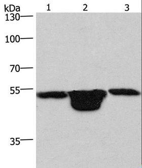 PLEKHO1 / CKIP-1 Antibody - Western blot analysis of HeLa cell, mouse muscle and kidney tissue, using PLEKHO1 Polyclonal Antibody at dilution of 1:200.