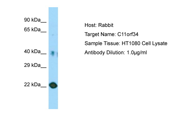 PLET1 / C11orf34 Antibody -  This image was taken for the unconjugated form of this product. Other forms have not been tested.