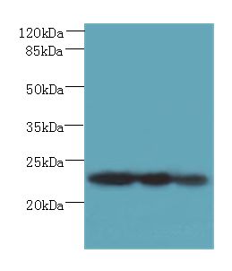 PLET1 / C11orf34 Antibody - Western blot. All lanes: Plet1 antibody at 5 ug/ml. Lane 1: L929 whole cell lysate. Lane 2: U251 whole cell lysate. Lane 3: Mouse muscle tissue. Secondary antibody: Goat polyclonal to Rabbit IgG at 1:10000 dilution. Predicted band size: 23 kDa. Observed band size: 23 kDa.