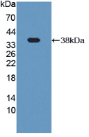 PLG / Plasmin / Plasminogen Antibody - Western Blot; Sample: Recombinant Plg, Rat.