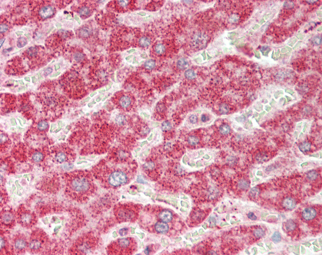 PLG / Plasmin / Plasminogen Antibody - Human Liver: Formalin-Fixed, Paraffin-Embedded (FFPE).  This image was taken for the unconjugated form of this product. Other forms have not been tested.