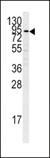PLG / Plasmin / Plasminogen Antibody - Western blot of PLG antibody in K562 cell line lysates (35 ug/lane). PLG (arrow) was detected using the purified antibody.