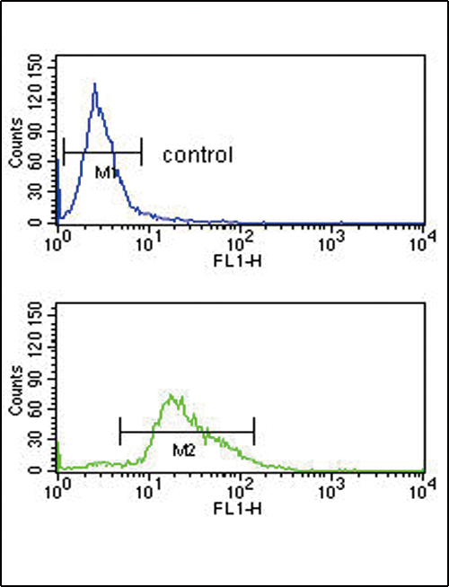 PLG / Plasmin / Plasminogen Antibody - PLG Antibody flow cytometry of K562 cells (bottom histogram) compared to a negative control cell (top histogram). FITC-conjugated goat-anti-rabbit secondary antibodies were used for the analysis.