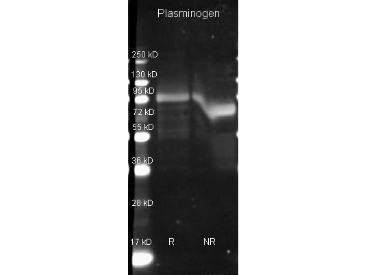 PLG / Plasmin / Plasminogen Antibody - Goat anti Plasminogen antibody was used to detect Plasminogen under reducing (R) and non-reducing (NR) conditions. Reduced samples of purified target proteins contained 4% BME and were boiled for 5 minutes. Samples of ~1ug of protein per lane were run by SDS-PAGE. Protein was transferred to nitrocellulose and probed with 1:3000 dilution of primary antibody. Detection shown was using Dylight 649 conjugated Donkey anti goat. Images were collected using the BioRad VersaDoc System.