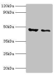 PLIN2 / ADFP / Adipophilin Antibody - Western blot All lanes: PLIN2 antibody at 4µg/ml Lane 1: HepG2 whole cell lysate Lane 2: Hela whole cell lysate Secondary Goat polyclonal to rabbit IgG at 1/10000 dilution Predicted band size: 48 kDa Observed band size: 48 kDa