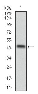 PLIN2 / ADFP / Adipophilin Antibody - Western Blot: ADFP Antibody (2C5A3) - Western blot analysis of ADFP in human ADFP recombinant protein. (Expected MW is 42.6 kDa).  This image was taken for the unconjugated form of this product. Other forms have not been tested.