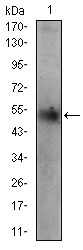 PLIN2 / ADFP / Adipophilin Antibody - Western blot using PLIN2 mouse monoclonal antibody against HepG2 cell lysate.