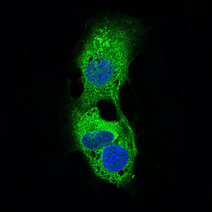 PLIN2 / ADFP / Adipophilin Antibody - Immunofluorescence of HepG2 cells using PLIN2 mouse monoclonal antibody (green). Blue: DRAQ5 fluorescent DNA dye. Secondary antibody from Fisher (Cat#: 35503)