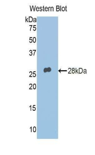 PLIN2 / ADFP / Adipophilin Antibody - Western blot of recombinant PLIN2 / ADFP / Adipophilin.  This image was taken for the unconjugated form of this product. Other forms have not been tested.