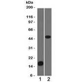 PLIN2 / ADFP / Adipophilin Antibody - Western blot testing of 1) partial recombinant protein and 2) Jurkat cell lysate using Adipophilin antibody (clone ADPN1-1). 