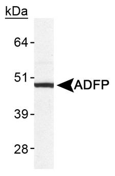 PLIN2 / ADFP / Adipophilin Antibody - Detection of human ADFP in human liver lysate.  This image was taken for the unconjugated form of this product. Other forms have not been tested.