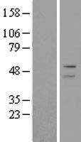 PLIN2 / ADFP / Adipophilin Protein - Western validation with an anti-DDK antibody * L: Control HEK293 lysate R: Over-expression lysate