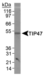 PLIN3 / M6PRBP1 / TIP47 Antibody - Detection of TIP47 in 3T3 L1 lysate.  This image was taken for the unconjugated form of this product. Other forms have not been tested.