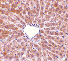 PLIN3 / M6PRBP1 / TIP47 Antibody - Immunohistochemistry of TIP47 in rat liver tissue with TIP47 antibody at 10 ug/ml.