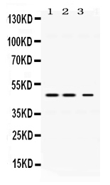 PLIN3 / M6PRBP1 / TIP47 Antibody - Western blot - Anti-Perilipin 3 Picoband Antibody