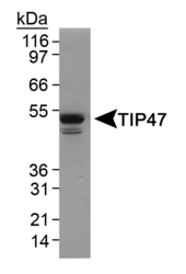 PLIN3 / M6PRBP1 / TIP47 Antibody - Detection of TIP47 in 3T3 L1 lysate.  This image was taken for the unconjugated form of this product. Other forms have not been tested.