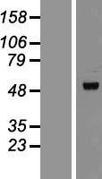 PLIN3 / M6PRBP1 / TIP47 Protein - Western validation with an anti-DDK antibody * L: Control HEK293 lysate R: Over-expression lysate