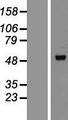 PLIN3 / M6PRBP1 / TIP47 Protein - Western validation with an anti-DDK antibody * L: Control HEK293 lysate R: Over-expression lysate