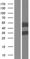 PLIN3 / M6PRBP1 / TIP47 Protein - Western validation with an anti-DDK antibody * L: Control HEK293 lysate R: Over-expression lysate